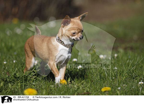 shorthaired Chihuahua / RR-42158