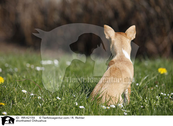 shorthaired Chihuahua / RR-42159