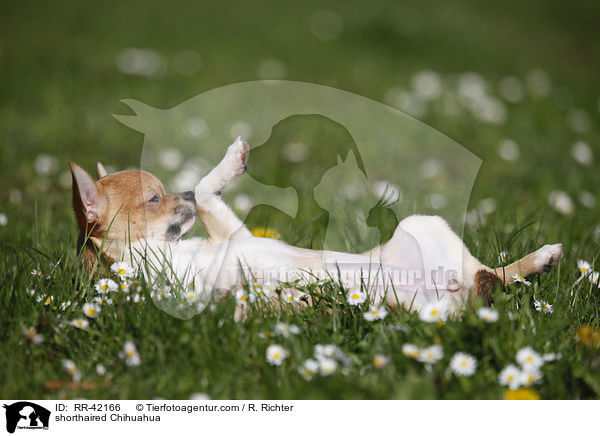 shorthaired Chihuahua / RR-42166