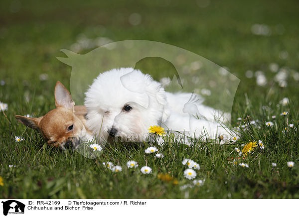 Chihuahua and Bichon Frise / RR-42169