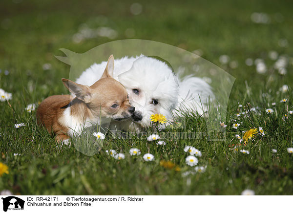 Chihuahua and Bichon Frise / RR-42171