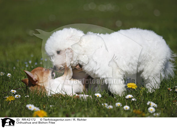 Chihuahua and Bichon Frise / RR-42172