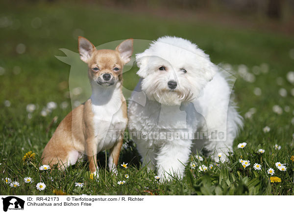 Chihuahua and Bichon Frise / RR-42173