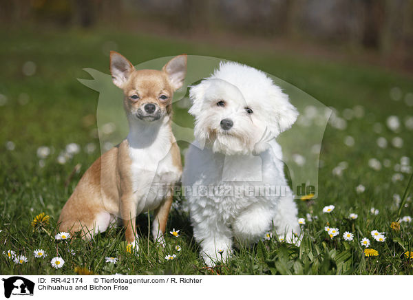 Chihuahua and Bichon Frise / RR-42174