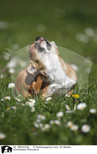 shorthaired Chihuahua / RR-42182