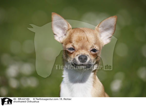 shorthaired Chihuahua / RR-42189