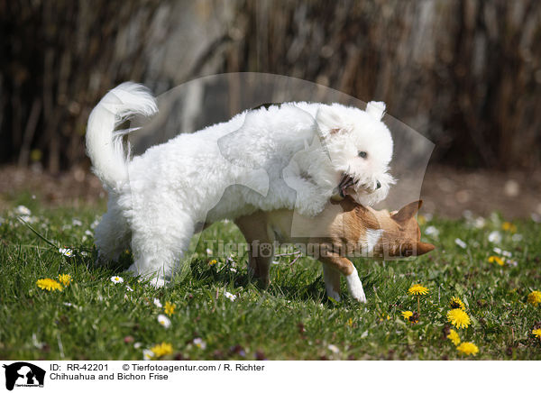 Chihuahua and Bichon Frise / RR-42201