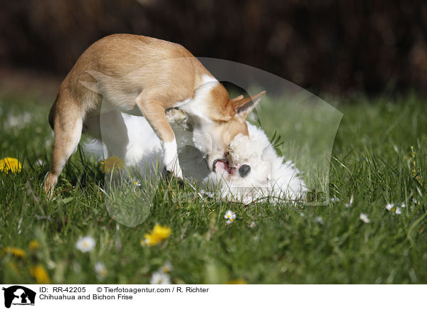 Chihuahua and Bichon Frise / RR-42205