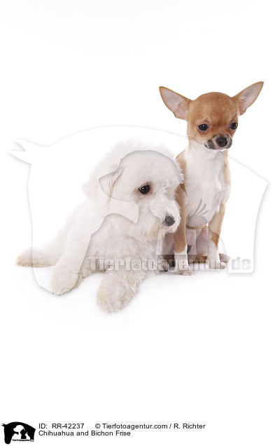 Chihuahua and Bichon Frise / RR-42237