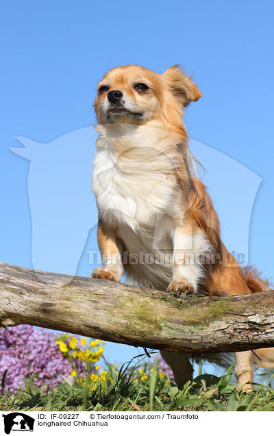 longhaired Chihuahua / IF-09227