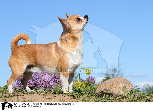 shorthaired Chihuahua / IF-09228
