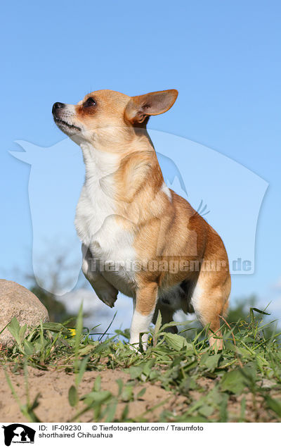 shorthaired Chihuahua / IF-09230