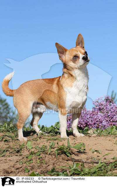 shorthaired Chihuahua / IF-09233