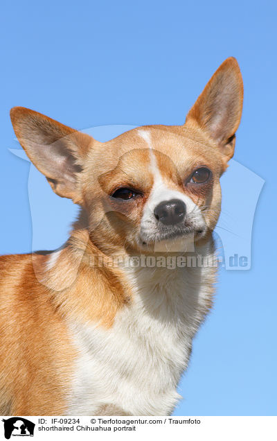shorthaired Chihuahua portrait / IF-09234