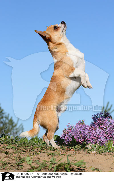 shorthaired Chihuahua shows trick / IF-09237