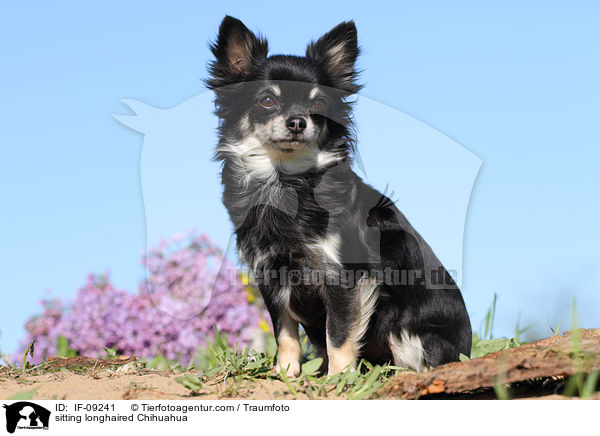 sitzender Langhaarchihuahua / sitting longhaired Chihuahua / IF-09241