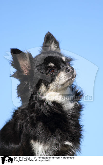 longhaired Chihuahua portrait / IF-09242
