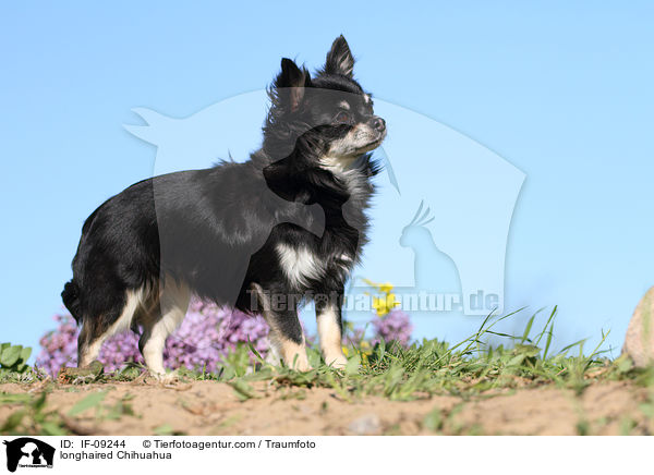 longhaired Chihuahua / IF-09244
