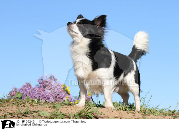 longhaired Chihuahua / IF-09249