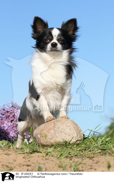 longhaired Chihuahua / IF-09251