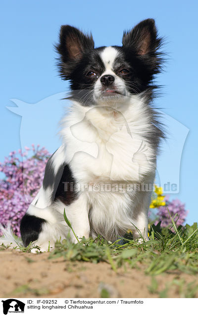 sitting longhaired Chihuahua / IF-09252