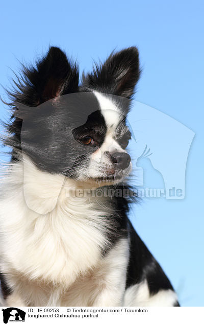 longhaired Chihuahua portrait / IF-09253