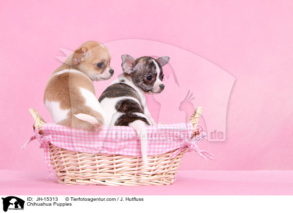 Chihuahua Puppies / JH-15313