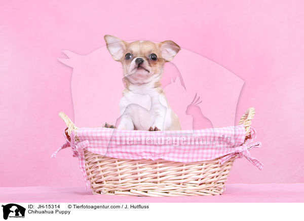 Chihuahua Puppy / JH-15314