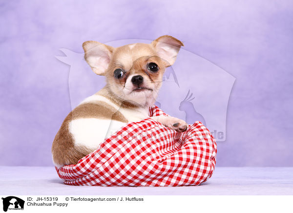 Chihuahua Puppy / JH-15319