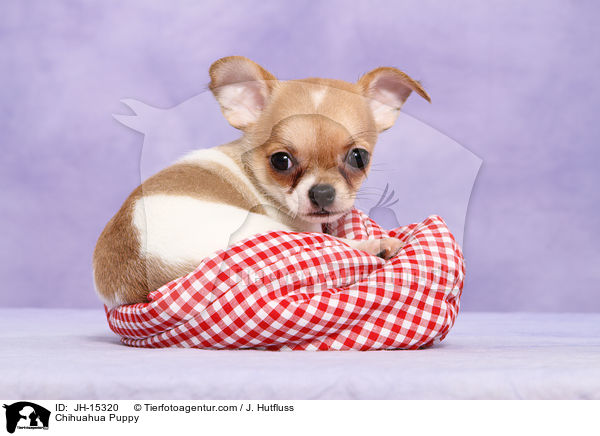 Chihuahua Puppy / JH-15320
