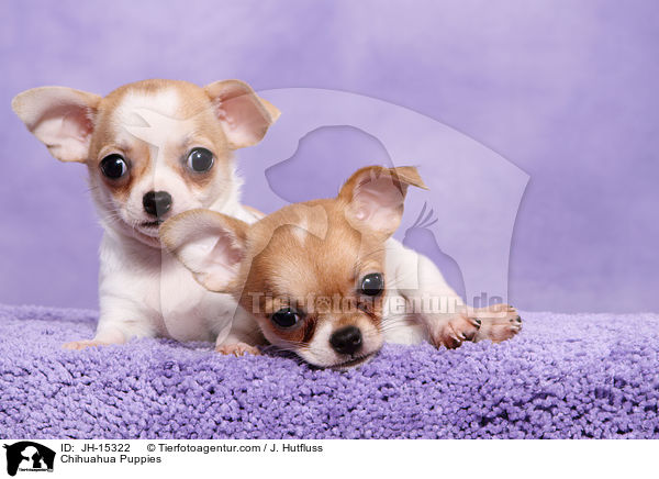 Chihuahua Puppies / JH-15322