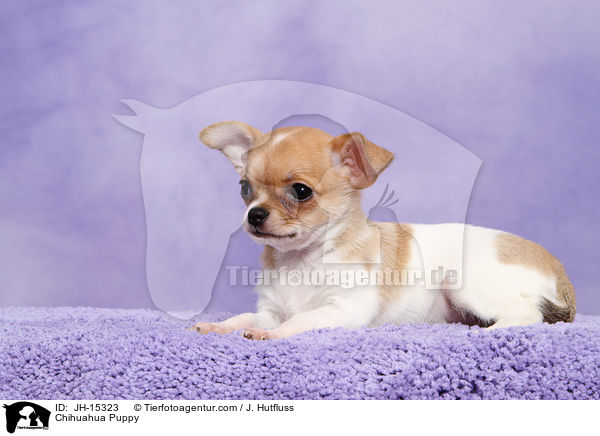 Chihuahua Puppy / JH-15323