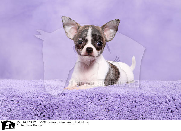 Chihuahua Puppy / JH-15327
