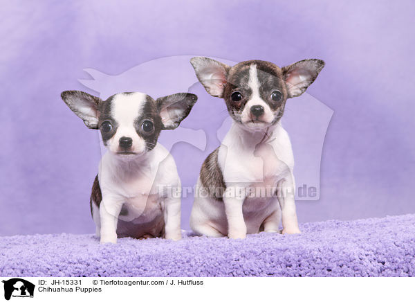 Chihuahua Puppies / JH-15331