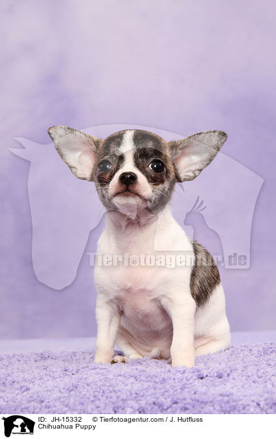 Chihuahua Puppy / JH-15332