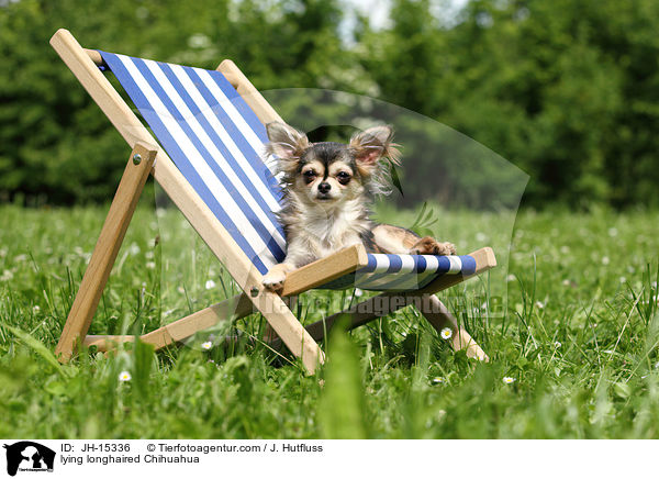 lying longhaired Chihuahua / JH-15336