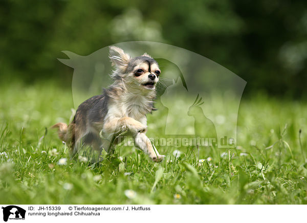 running longhaired Chihuahua / JH-15339