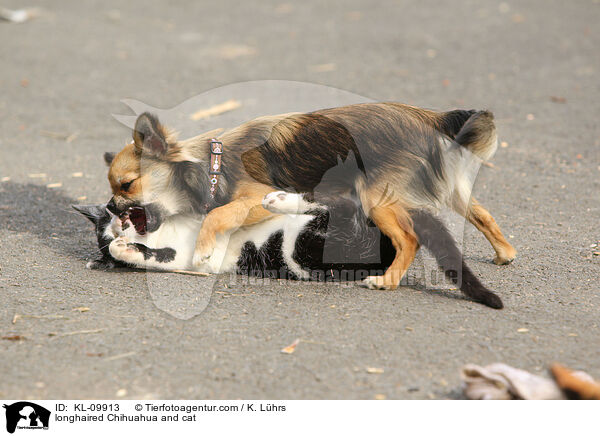 longhaired Chihuahua and cat / KL-09913