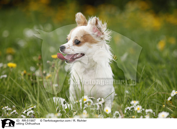 sitting Chihuahua / RR-51987