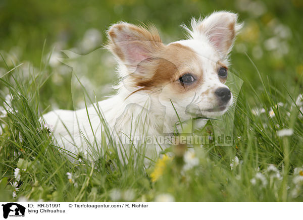 lying Chihuahua / RR-51991