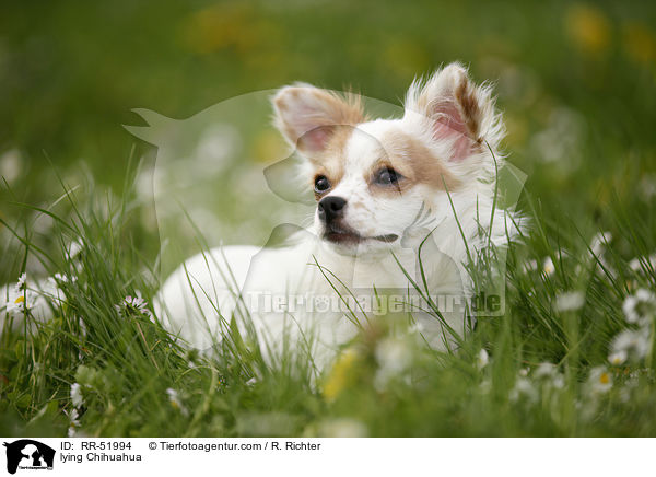 lying Chihuahua / RR-51994