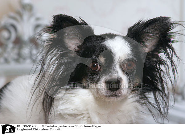 longhaired Chihuahua Portrait / SS-31206