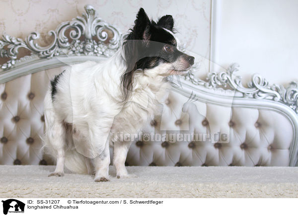 longhaired Chihuahua / SS-31207