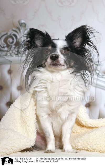 sitting longhaired Chihuahua in bed / SS-31208