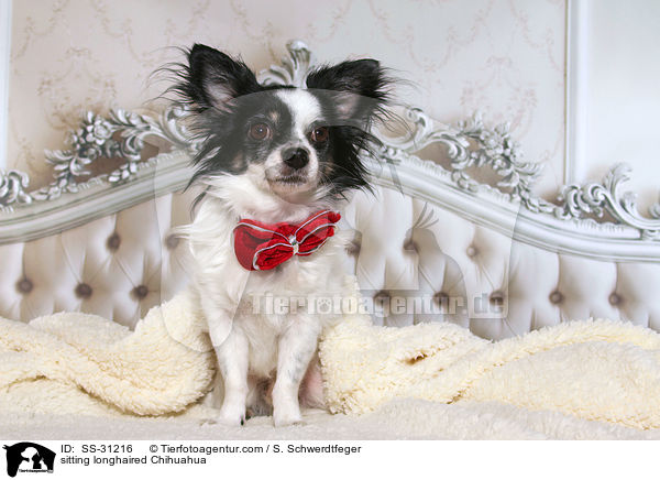 sitting longhaired Chihuahua / SS-31216