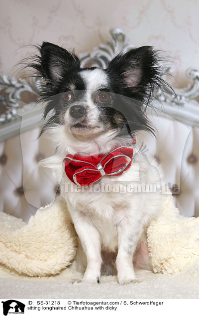 sitting longhaired Chihuahua with dicky / SS-31218