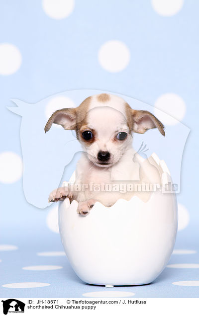 shorthaired Chihuahua puppy / JH-18571
