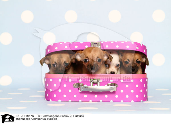 Kurzhaarchihuahua Welpen / shorthaired Chihuahua puppies / JH-18576