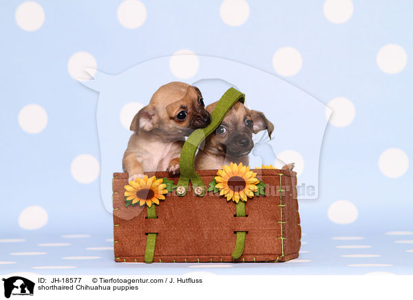 shorthaired Chihuahua puppies / JH-18577