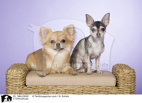 2 Chihuahuas / NN-03628